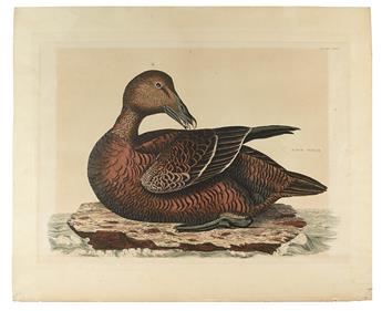 (BIRDS.) Selby, Prideaux John. Bean Goose. Plate XLII. * Eider, Female. Plate LXX.